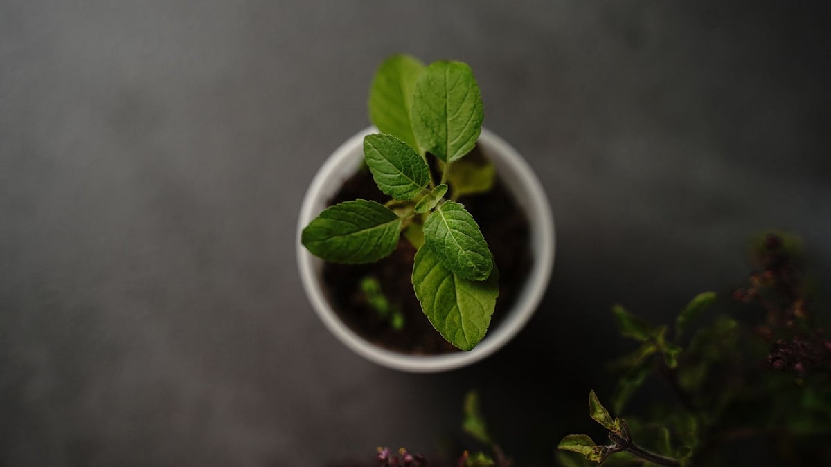 Ayurveda Explains Tulsi’s Power For Seasonal Illness & Positive Energy