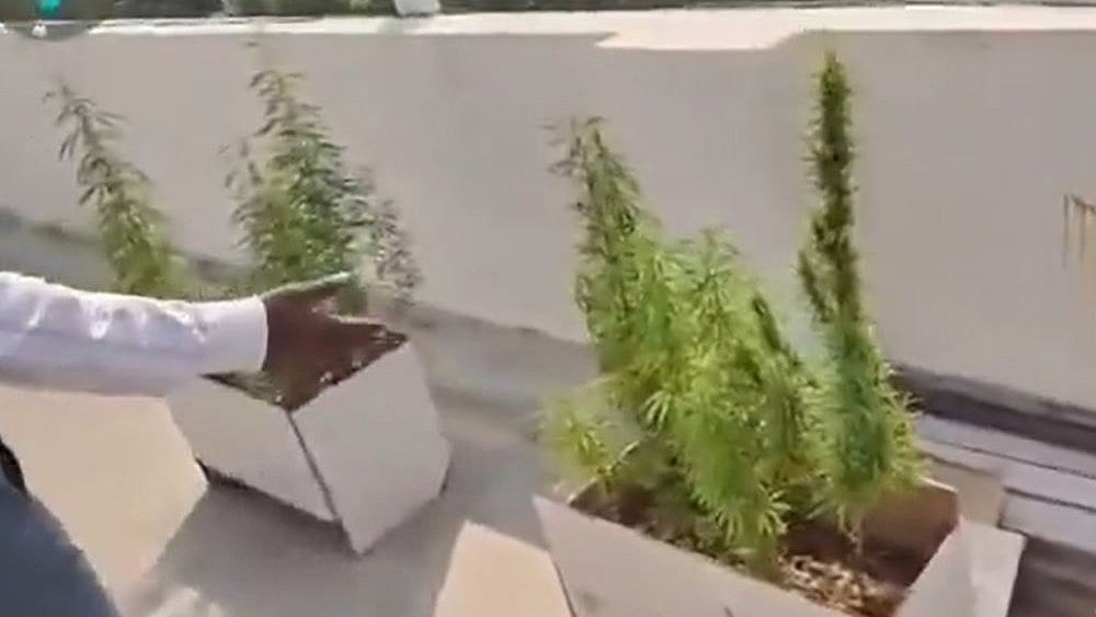 Hyderabad: Ex-Software Engineer Arrested For Growing Ganja On Terrace, 17 Plants Seized