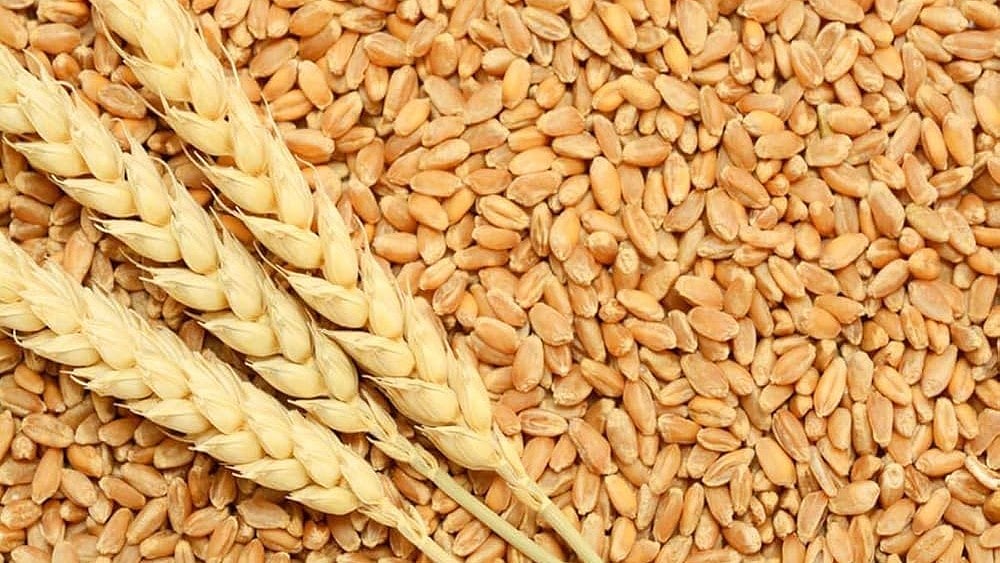Over 8 Lakh Farmers Are Still Waiting To Sell Wheat Across Madhya Pradesh
