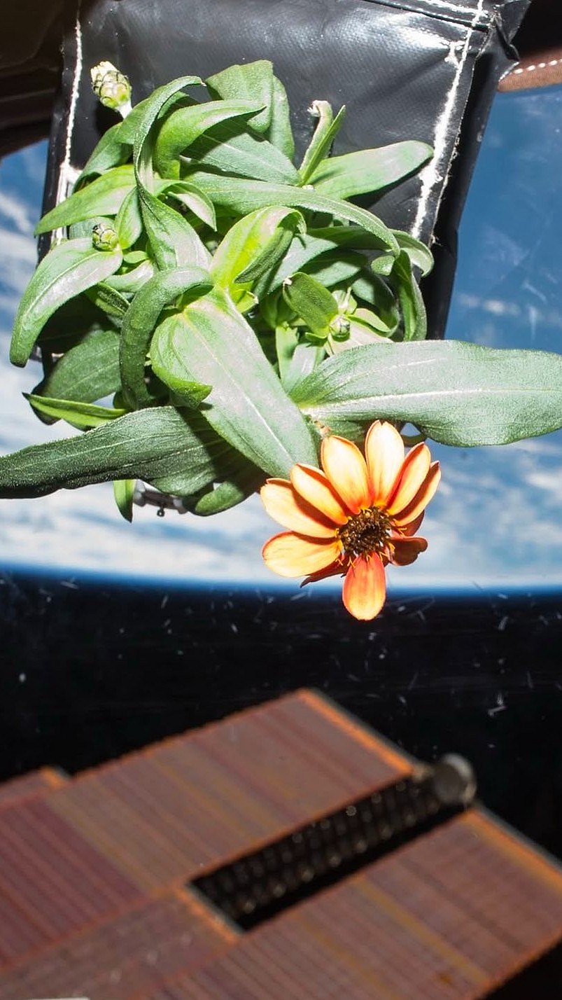 Zinnia, The First Flower Ever Grown In Space In Pics