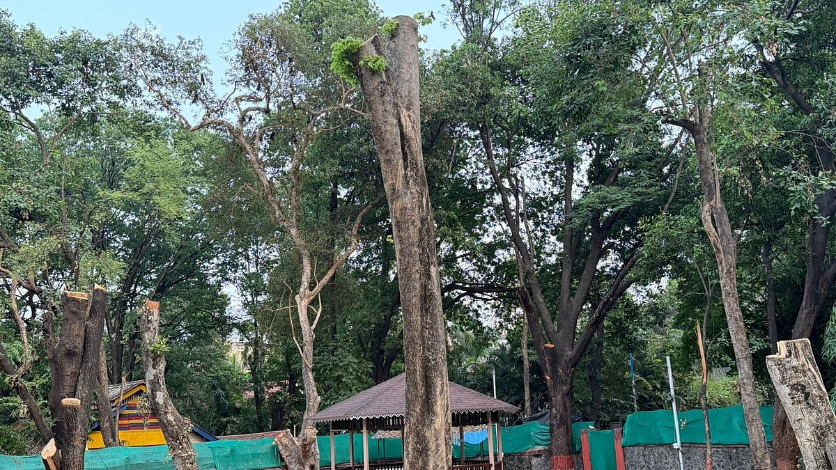 Pune: 20 Trees Chopped At PMC Mayor's Bungalow; Authorities Yet To Give Reason - PHOTOS