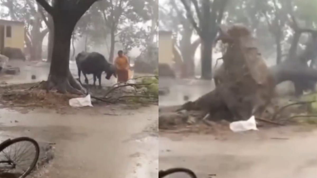 Dramatic Video! Woman Escapes Death By Seconds As Tree Crashes While ...