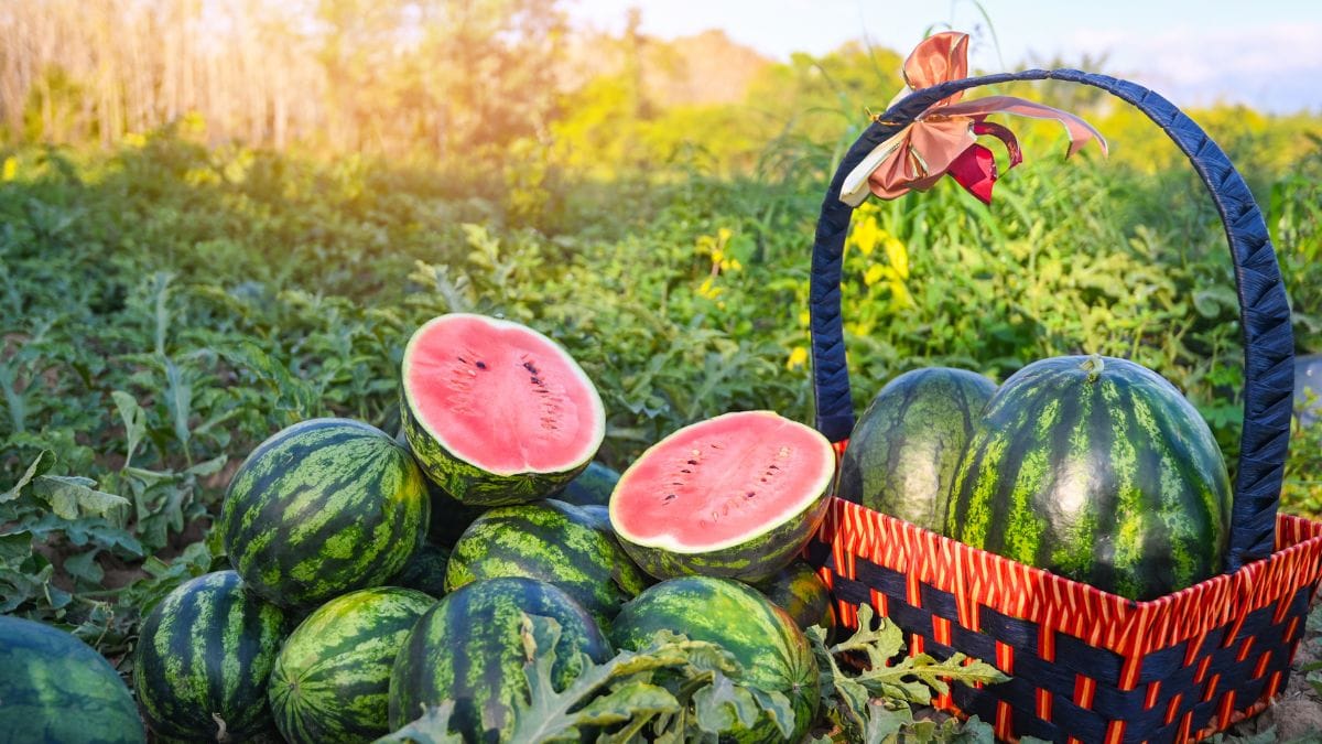 Can Watermelons Turn Contaminated And Unsafe To Eat?