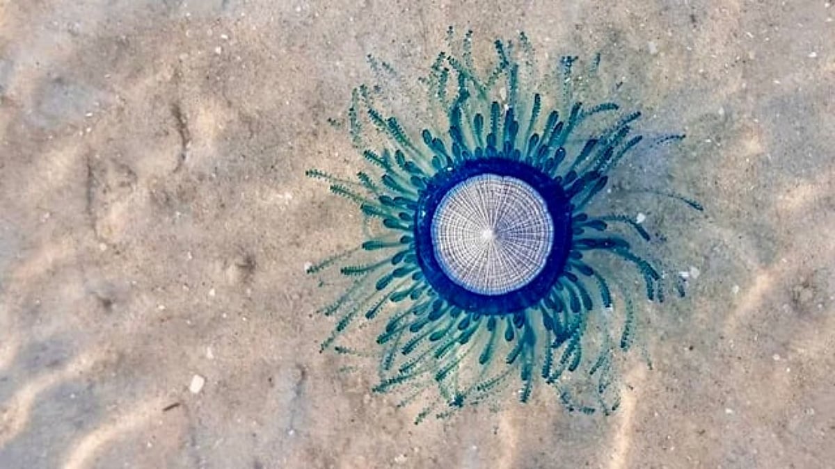 Blue Button Jelly Creatures Are Appearing On Mumbai's Coastal Regions; Here's Why You Shouldn't Touch Or Go Near Them