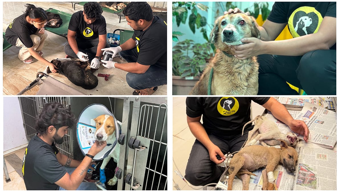 Angels Of Pune: NGO SAAHAS Offers Free Medical Care, Gaushala Support And Rescue For Stray Animals