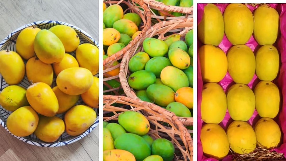 Indoreans Relish Ratnagiri Hapus, Pairi, Malda & Dasheri As 3-Day Fest 'Mango Jatra 2026' Begins