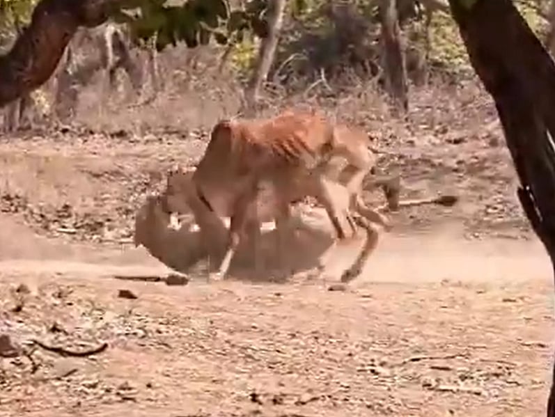 Lioness Hunts Down Cow In Front Of Tourists Out For Safari At Gujarat's Gir National Park; Internet Calls Viral Video 'Rare' - WATCH