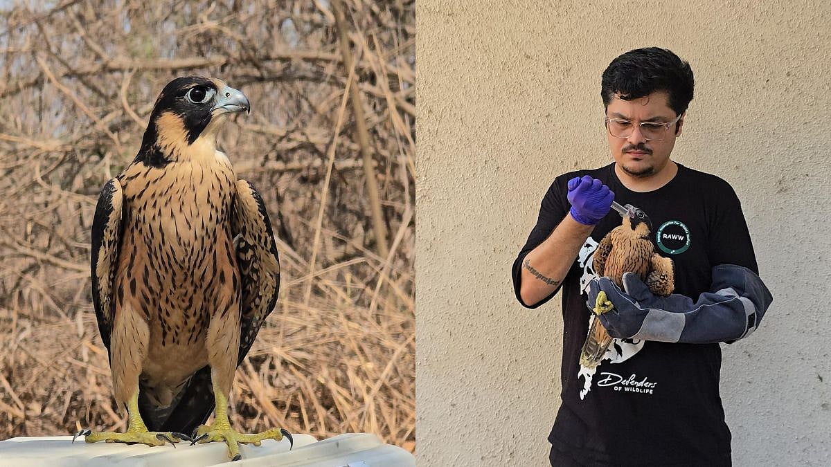 Mumbai: Dehydrated Shaheen Falcon Rescued From Mulund Amid Heatwave