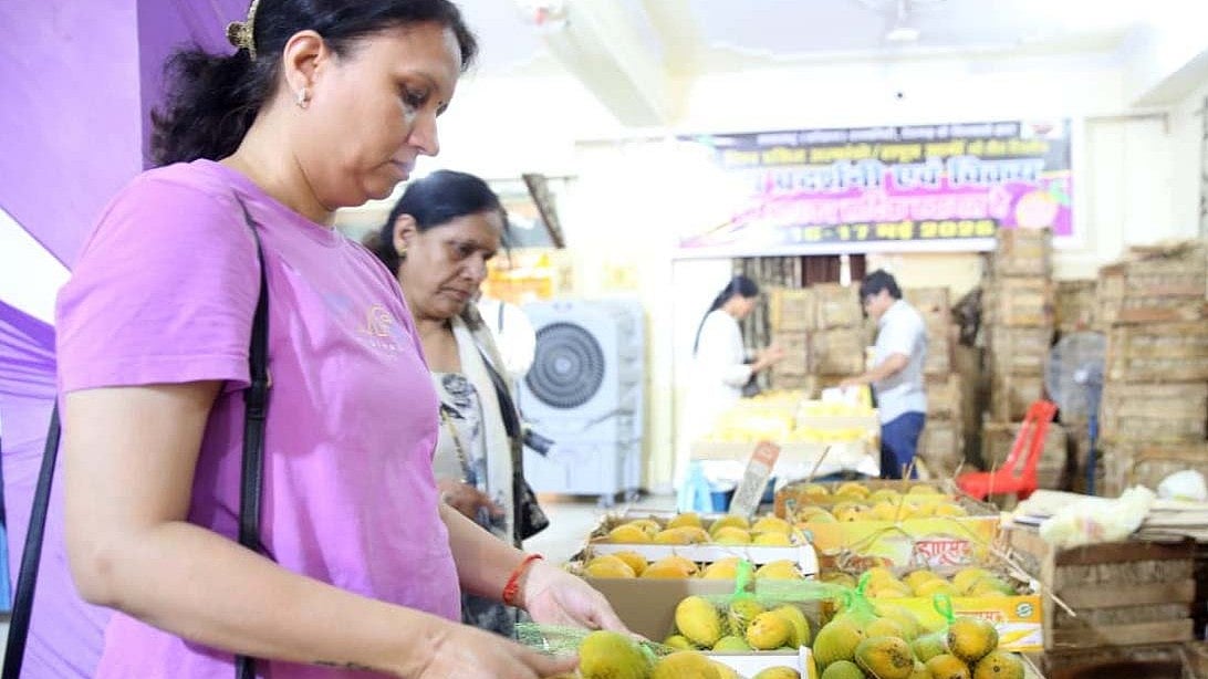 Alphonso Mangoes At Hapus Fest At Dutt Mandir Complex, Bhopal: Prices Down Due To West Asia War