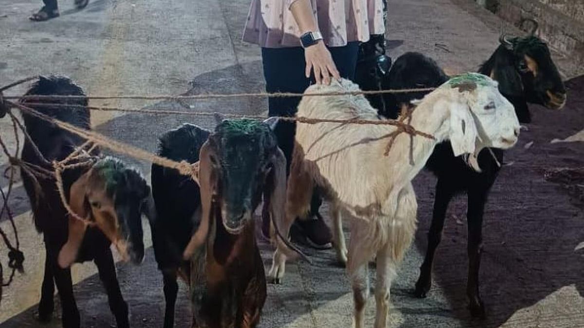 Mumbai: Animal Welfare Activists Rescue Pregnant Goats From Being Slaughtered At Deonar Abattoir Ahead Of Bakri Eid 2026