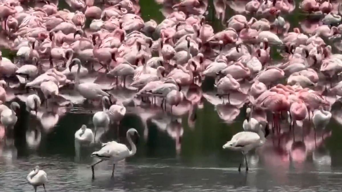 Watch: Thousands Of Flamingos Flock To Navi Mumbai’s Wetlands In Rare Visual Treat