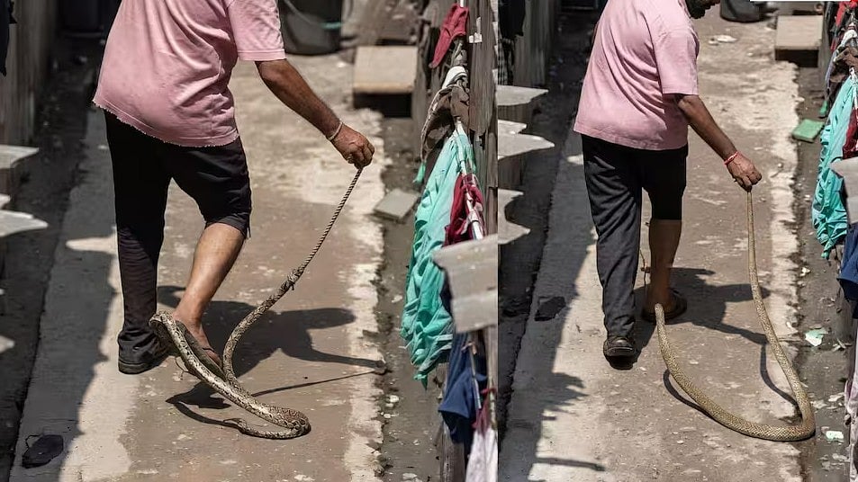 Young Man Bitten While Attempting To Catch Snake In Surat: Here's What Happened Next; Viral Video Sparks Safety Debate 