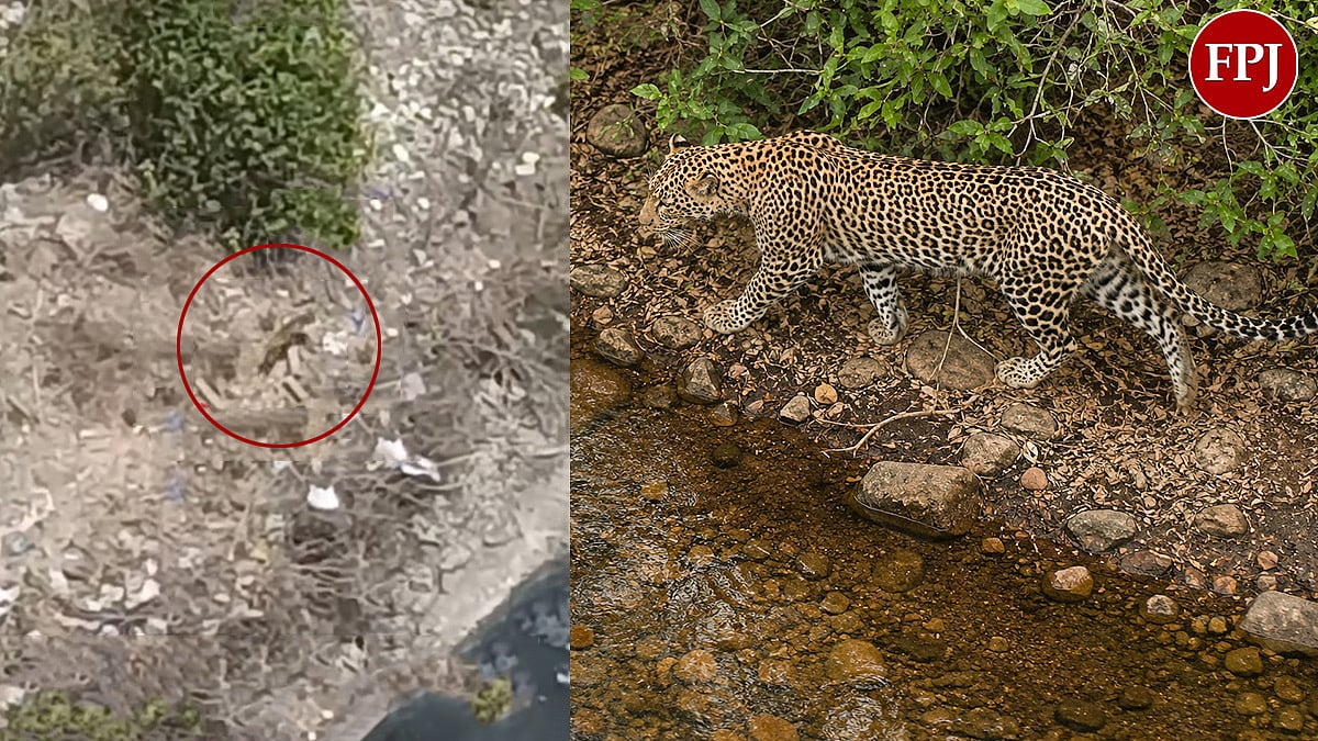 Leopard Spotted Outside Residential Area In Mira-Bhayandar; Authorities Launch Search - VIDEO 