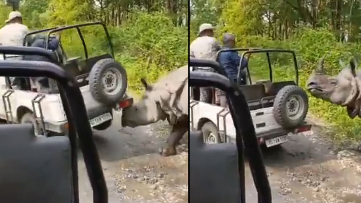Rhino Turns Aggressive, Tries To Lift Safari Jeep With Tourists At Assam's Manas National Park; Watch Viral Video