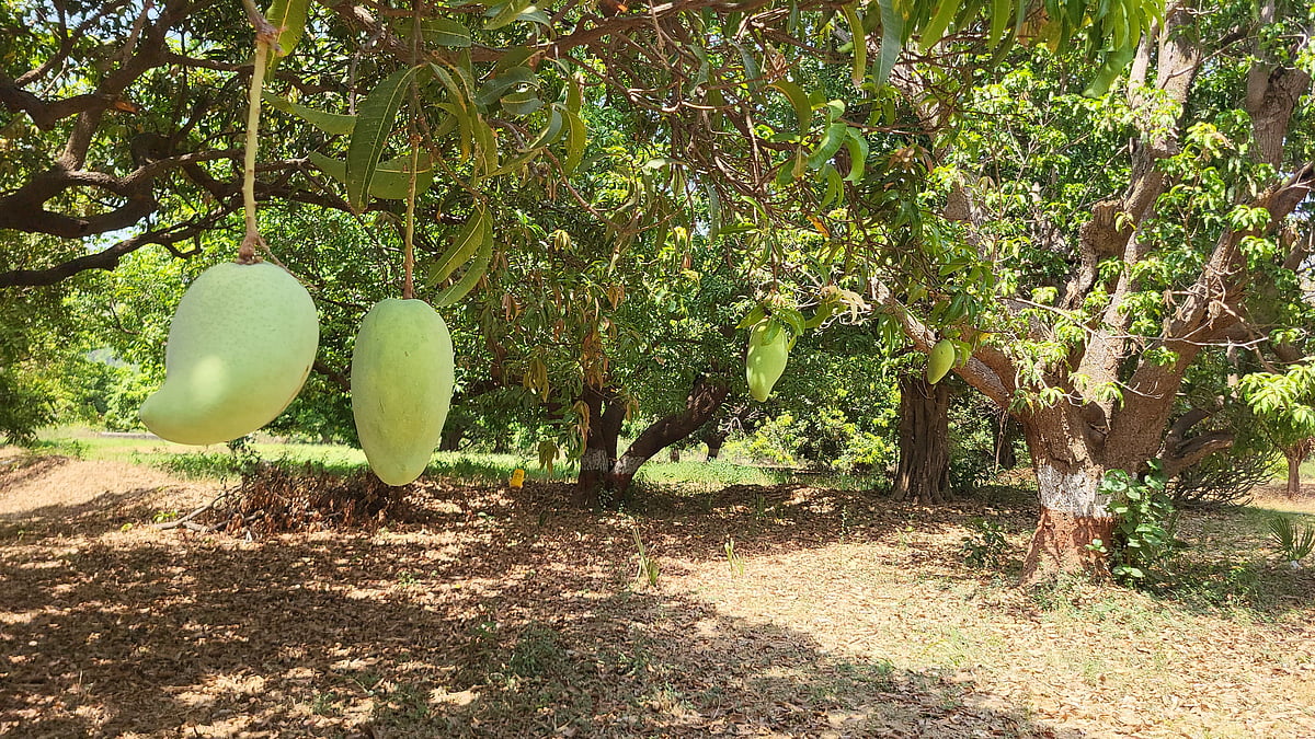 Giant Noor Jahan Mangoes In Aalirajpur Agricultural Produce Market From Monday