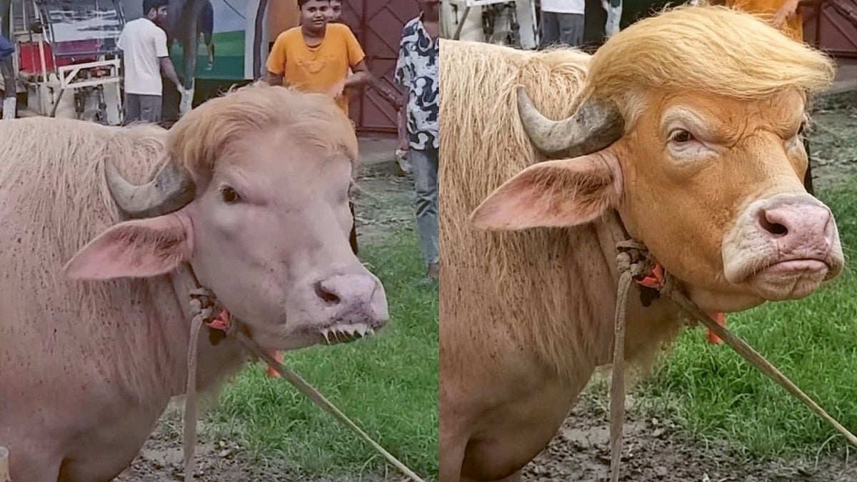 Buffaloes Named 'Donald Trump & Benjamin Netanyahu' Go Viral In Bangladesh Ahead Of Eid-al-Adha; Internet Sparks Memefest