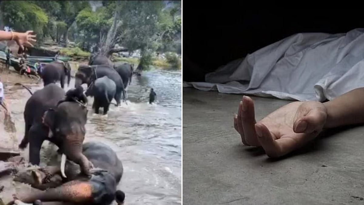 Bengaluru Tragedy: Woman Crushed To Death After Elephant Falls On Her At Dubare Camp
