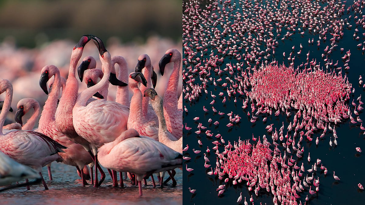 Flamingo Fever In Navi Mumbai! Don't Miss Your Last Chance To Watch This Visual Spectacle, Complete Guide To Locations, Timings & Best Views