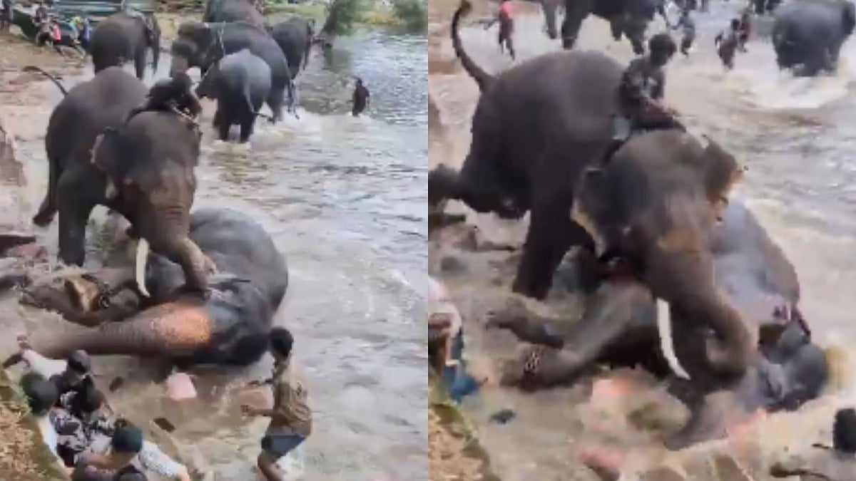 On Cam: Woman Tragically Killed After Elephant Falls On Her During Clash Between 2 Giants At Dubare Elephant Camp In Karnataka