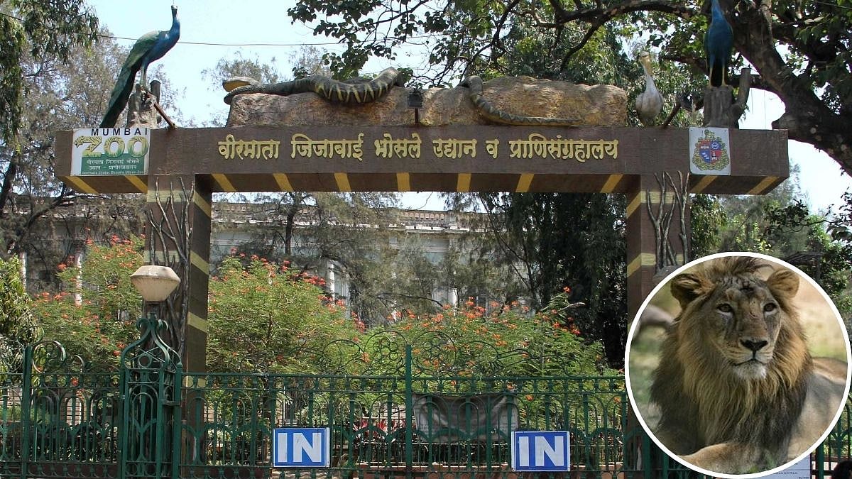 Mumbai’s Byculla Zoo Set To Welcome 4 Asiatic Lions After Nearly A Decade Under Animal Exchange Programme