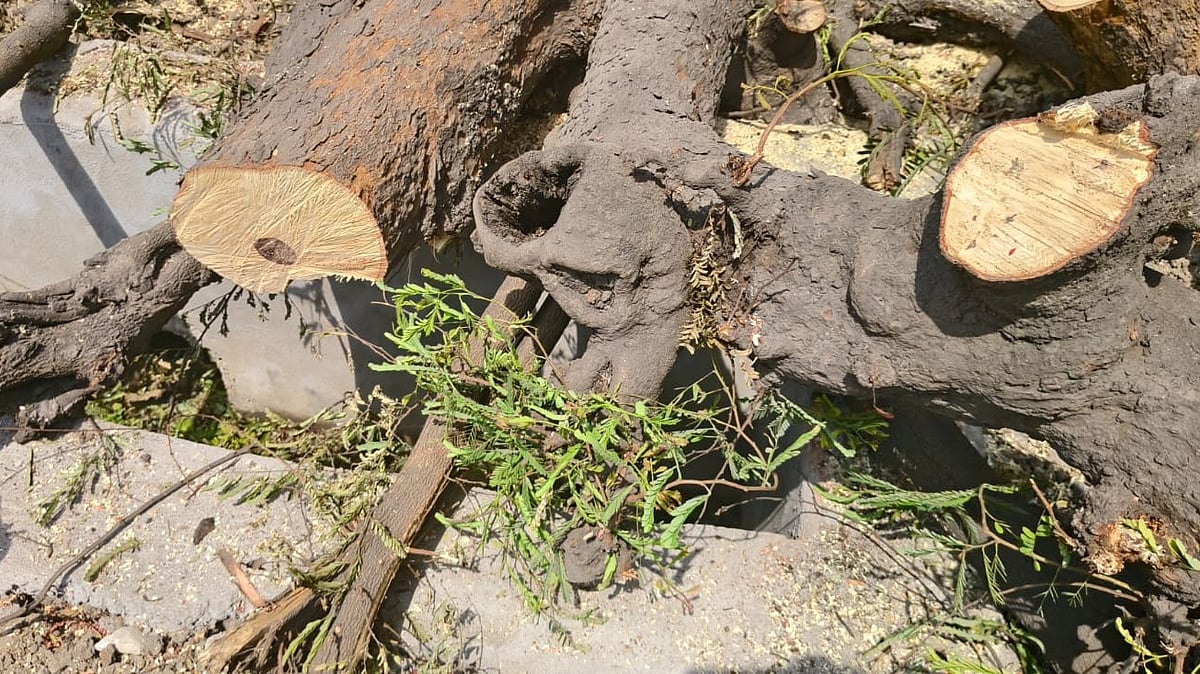 Indore Municipal Corporation Slaps ₹2.25 Lakh Fine On Businessman For Illegal Tree Felling