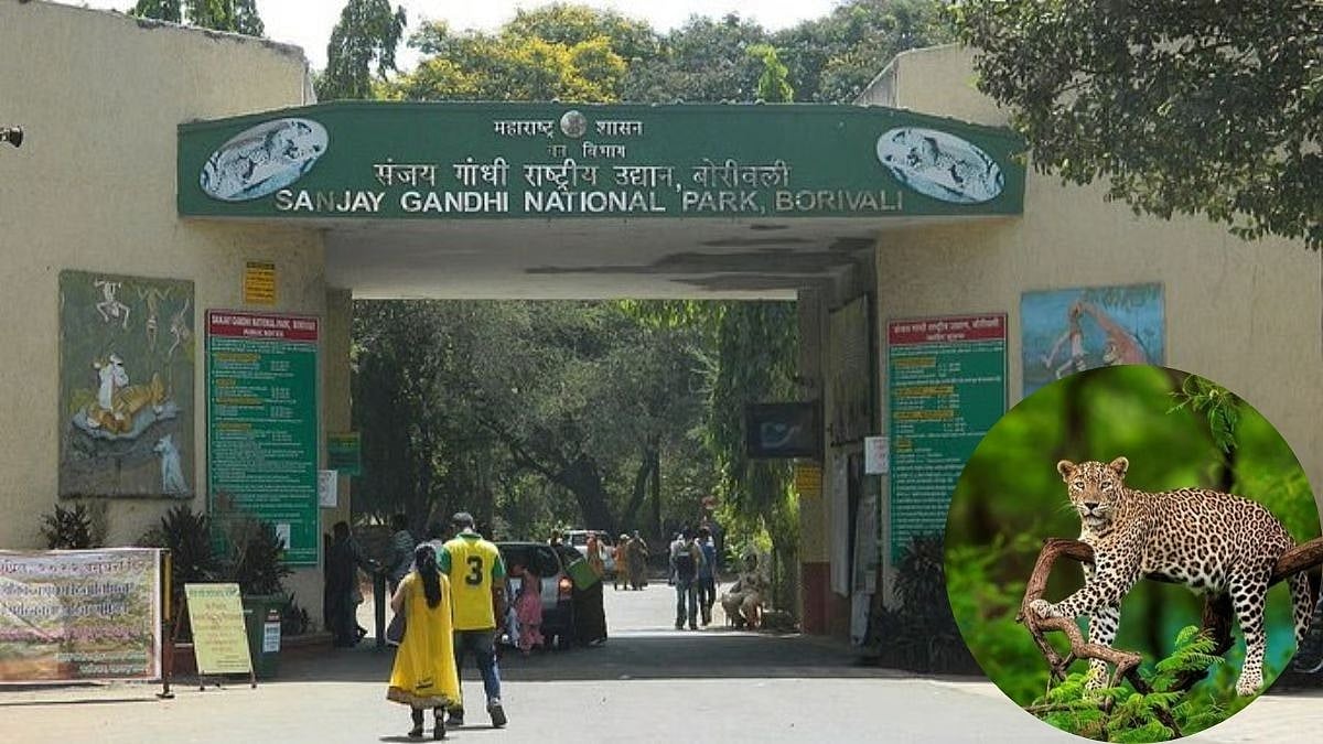 Sanjay Gandhi National Park Mourns Loss Of 8-Year-Old Leopard Surya To Severe Kidney & Liver Failure