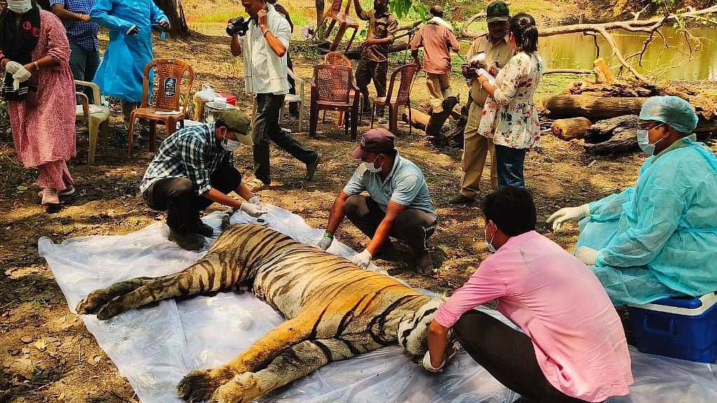 Another Tiger Dies In Kanha Tiger Reserve 