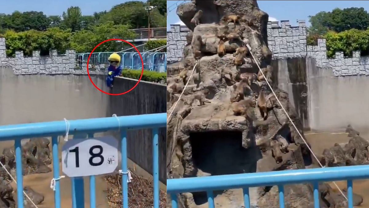 US Tourists Arrested For Entering Viral Monkey Punch’s Zoo Habitat In Costume - VIDEO