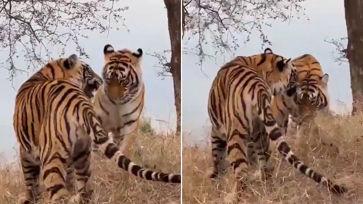Rajasthan: 2 Tigresses Go Missing From Ranthambore Tiger Reserve; Forest Department Launches Intensive Search Operation