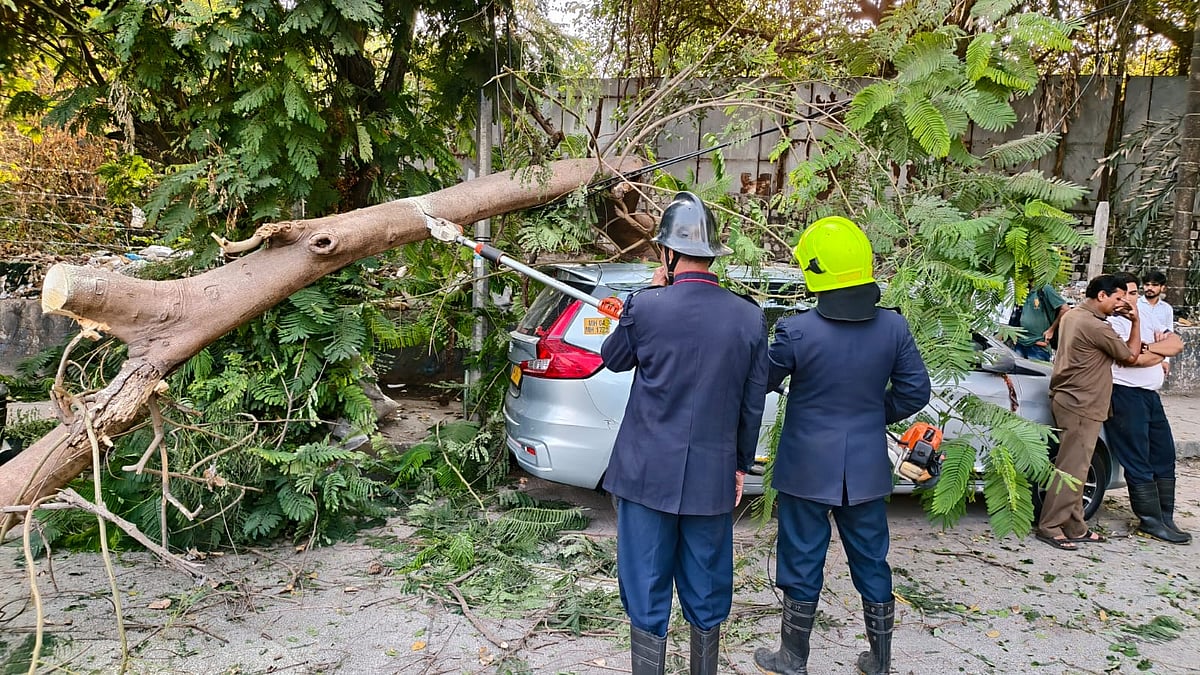 Thane’s Green Cover Under Threat: 560 Trees Uprooted In Past 18 Months