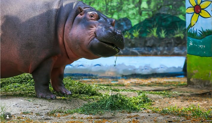 Mumbai: Byculla Zoo's Oldest Hippo Deva Dies At 35, Leaves Behind Family Of Three; Postmortem Conducted
