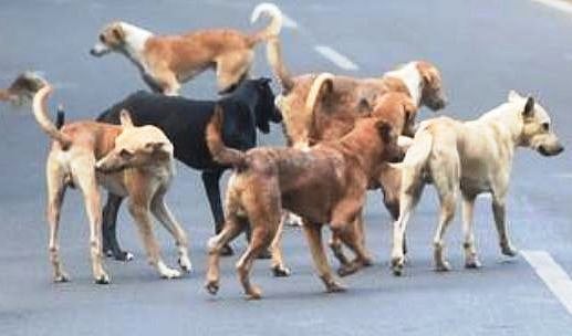 Indore Welcomes The Supreme Court’s Ruling, Awaits The Standard Operating Procedure For Enforcement 