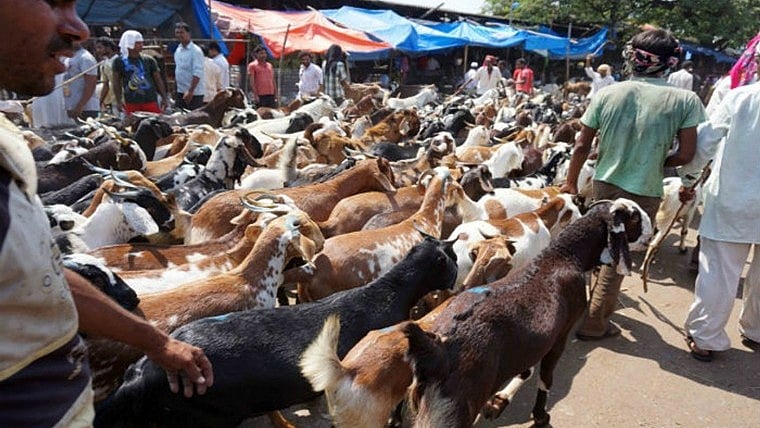 Mumbai Muslim MLAs Meet Chief Secretary Over Bakri Eid Transport; Action Ordered Against Vigilantes | File pic