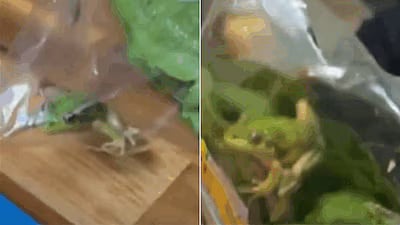 'It Was Just Chilling' Live Frog Found Inside Lettuce Bag In Australian Supermarket - VIDEO 