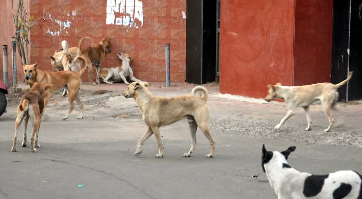 Madhya Pradesh Struggles To Build Even One Standard Dog Shelter Amid Stray-Dog Crisis