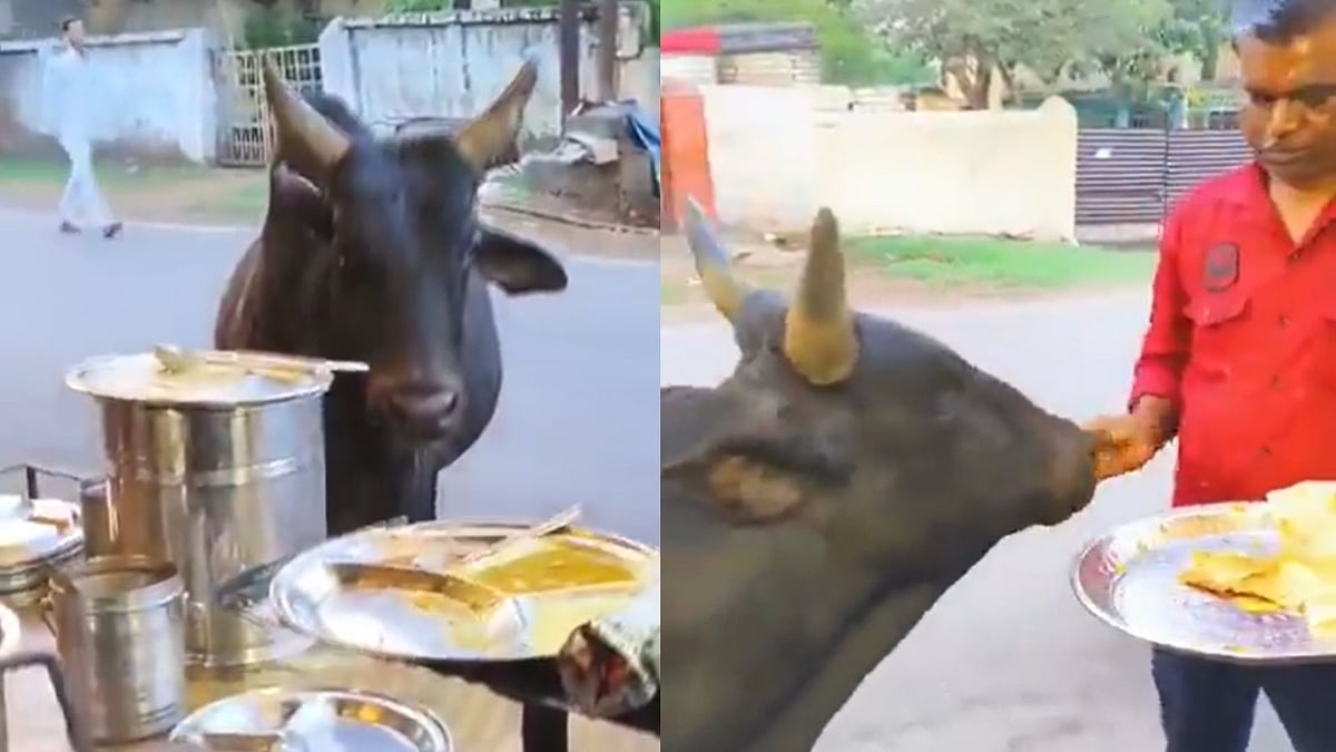 'Nandi Baba Aaye Hai': Street Vendor Serves Fresh Dosas To Cow In Jharkhand; Animal's Patient Behaviour Wins Internet - VIDEO