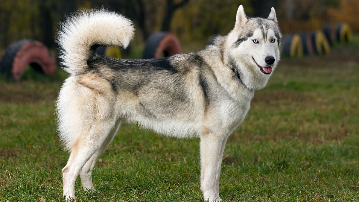 'They Adopt For Show-Off': Is Keeping Huskies In India’s Heat Cruel? Viral Post Triggers Massive Debate Online
