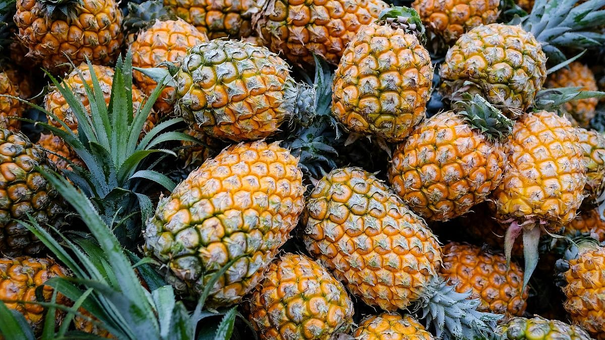 Tripura To Host Pineapple Mahotsav In Delhi To Promote Tropical Fruit