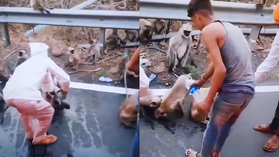 'Bechare Janwar': Thirsty Monkeys Stop MSRTC Bus In Maharashtra’s Vidarbha; Viral Video Sparks Concern Over Heatwave Impact On Wildlife