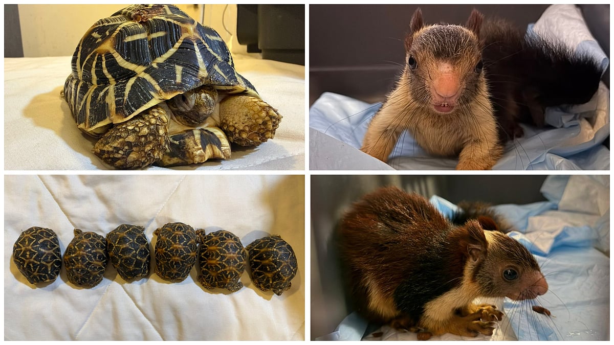 Pune: DRI Pune Seizes Rare Wildlife Species Near Railway Station, Two Arrested
