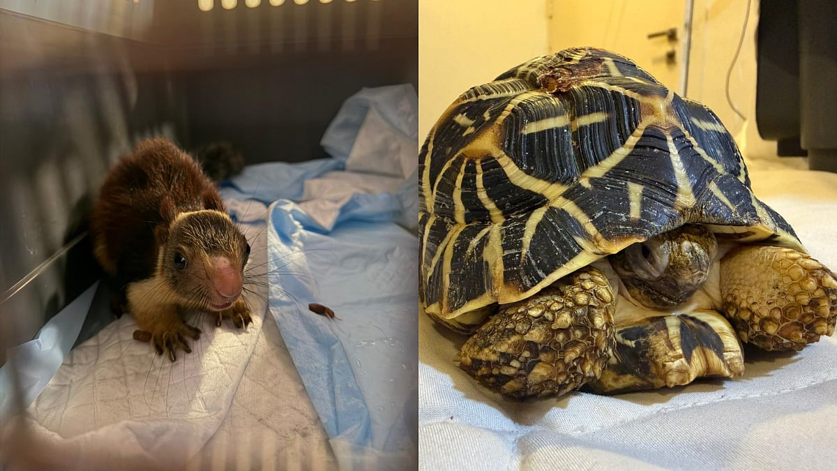 DRI Busts Illegal Wildlife Trade Racket In Pune, Rescues Rare Protected Species