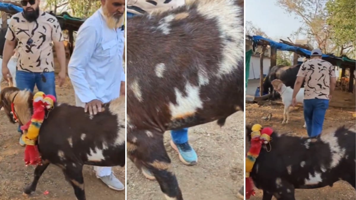 Billy Goat With ‘Allah’-Like Fur Marking Attracts Attention In Bhopal, Price Set At ₹25 Lakh -- VIDEO