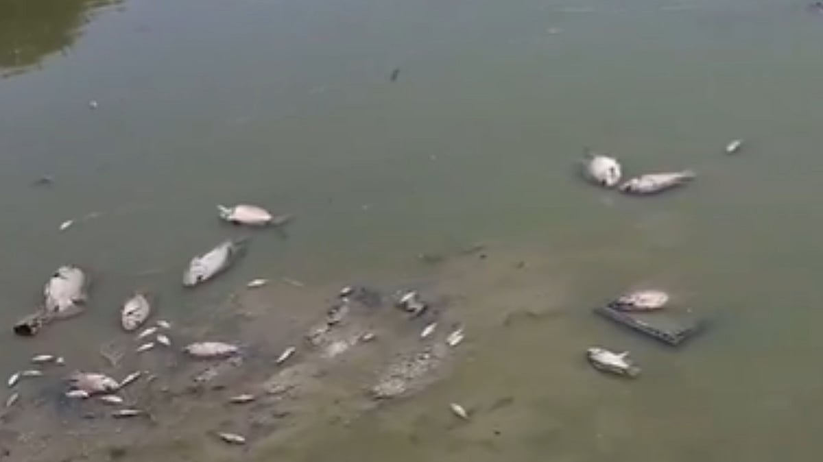 Delhi Heatwave Crisis: Hundreds Of Fish Found Dead In Sanjay Lake - Video 