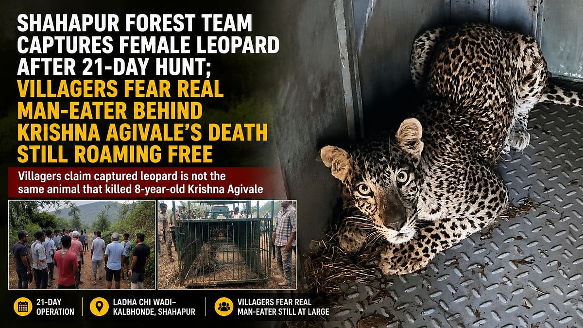 Shahapur Forest Team Captures Female Leopard After 21-Day Hunt; Villagers Fear Real Man-Eater Behind Krishna Agivale’s Death Still Roaming Free