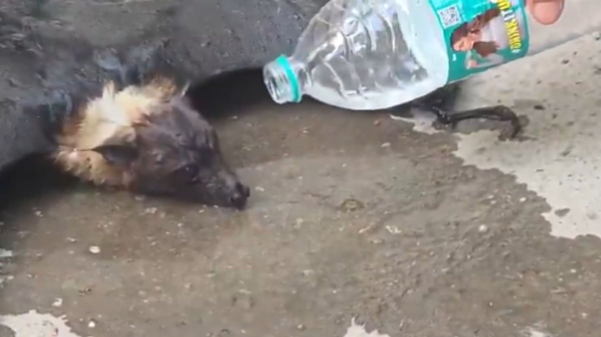 Heartwarming Video: Lawyers Revive Bat With Water After It Collapses From Tree Amid Intense Heat In Bundelkhand