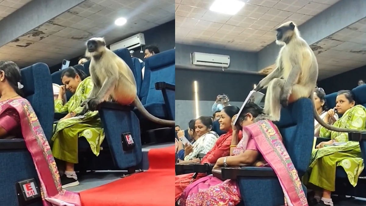 'Unbelievable': Monkey Interrupts Census 2026 Workshop In Gujarat, Causes Chaos; Viral Video Leaves Internet Amused