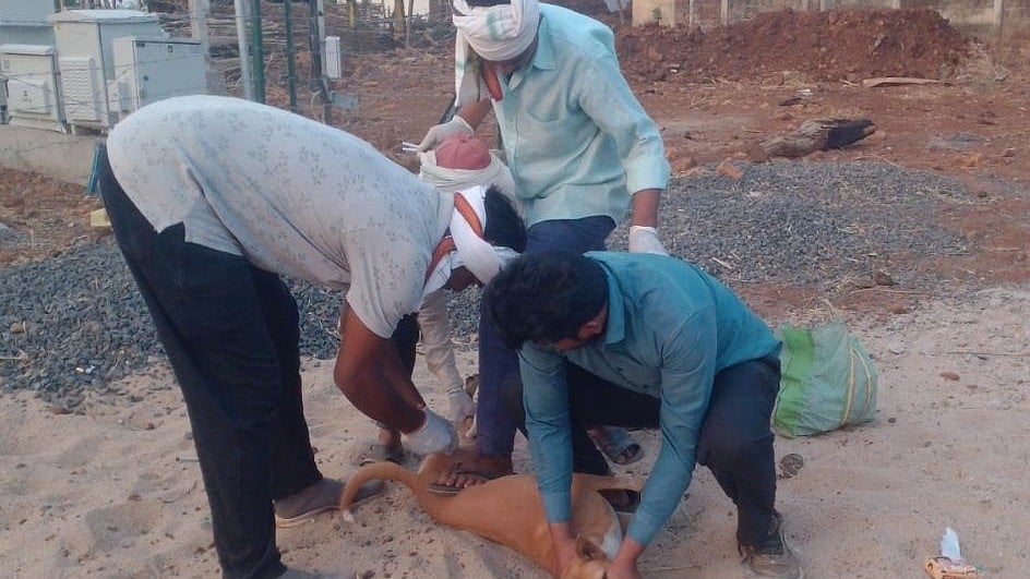 Over 500 Dogs Vaccinated In 50 Villages Around Kanha Tiger Reserve In Bhopal