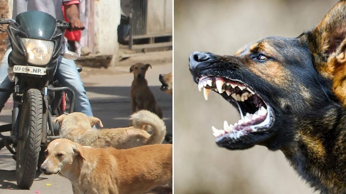 Maharashtra Reports Over 4.88 Lakh Dog Bites From Jan To March; Activists Refute Figures Citing Inappropriate Data Collection Methodology
