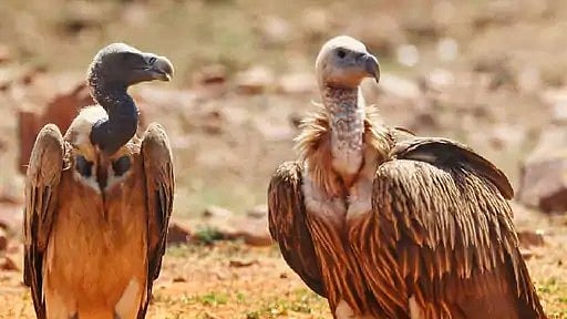 MP’s Vulture Population Likely To Cross 14,000; Final Count Awaited After Statewide Survey