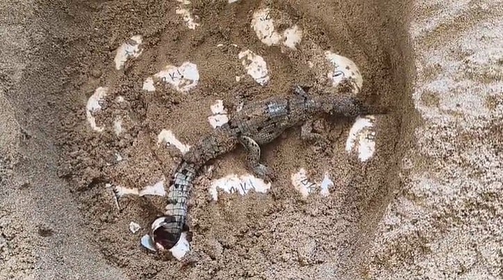 70 Gharial Hatchlings Born At Chambal Sanctuary Hatchery In MP’s Morena -- VIDEO